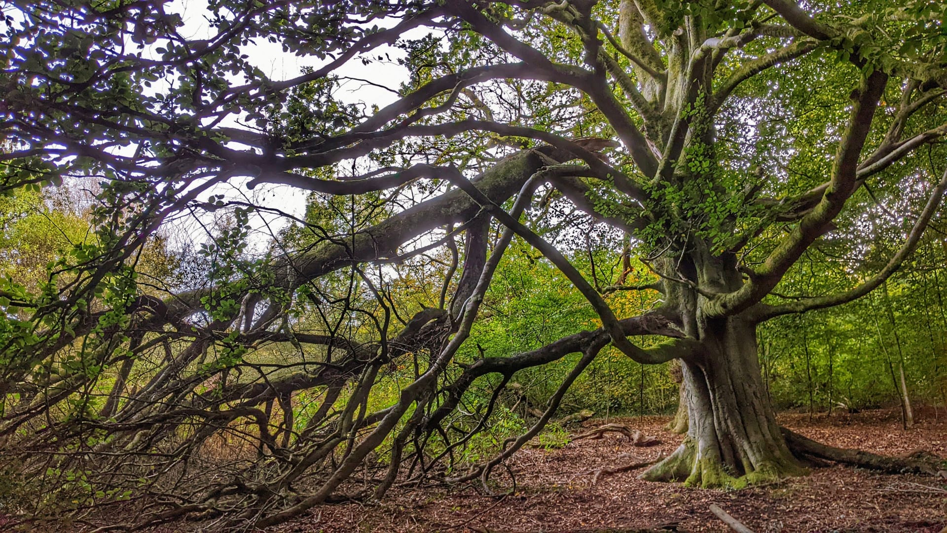 Graig Goch local nature reserve