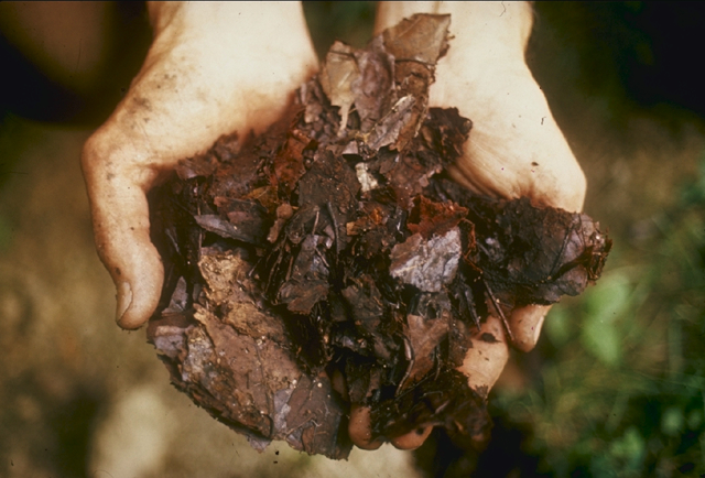 Picture of compost