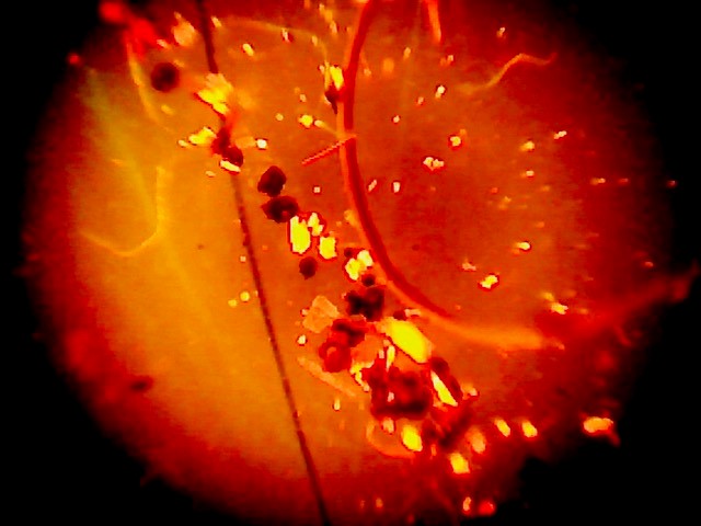 Microplastics in a tea bag