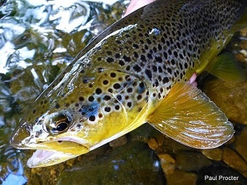 The brown trout (Salmo trutta) can be found in Welsh rivers (photo credit Paul Proctor via https://www.wildtrout.org/content/brown-trout)