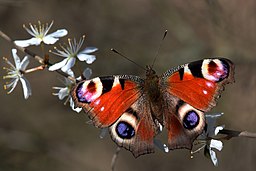 Peacock butterfly (Aglais io) on blackthorn (Prunus spinosa) Charles J. Sharp, CC BY-SA 3.0