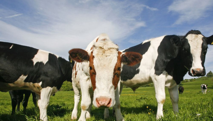 Picture of cows