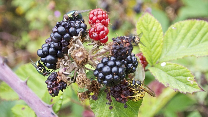 Blackberries