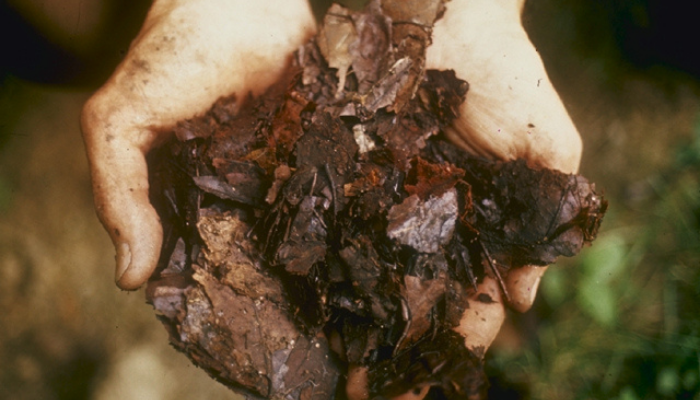 Picture of compost