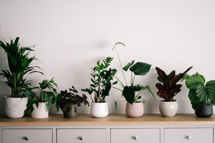 Row of houseplants on sideboard