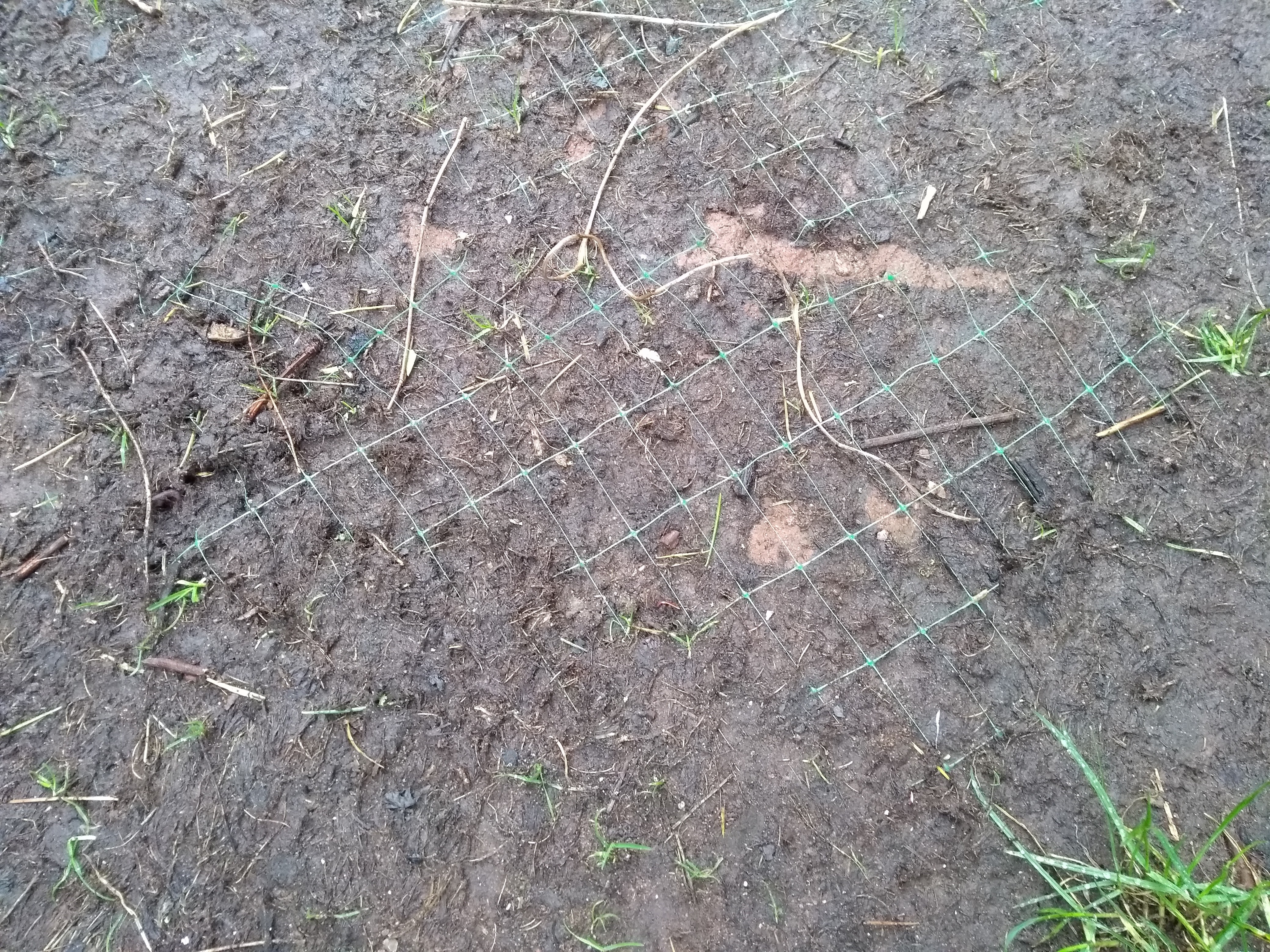 Plastic turf netting in turf (photo courtesy of Kris Lord, The Lawn Man)
