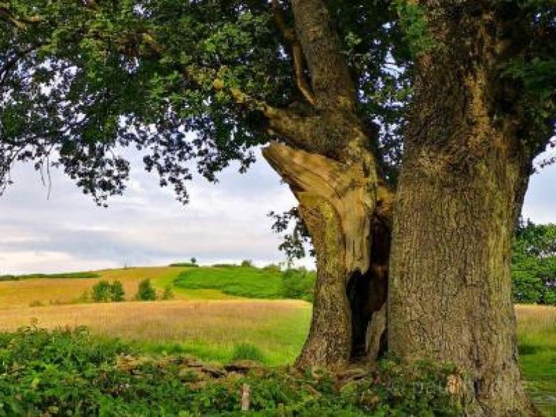 Picture of a tree in a field