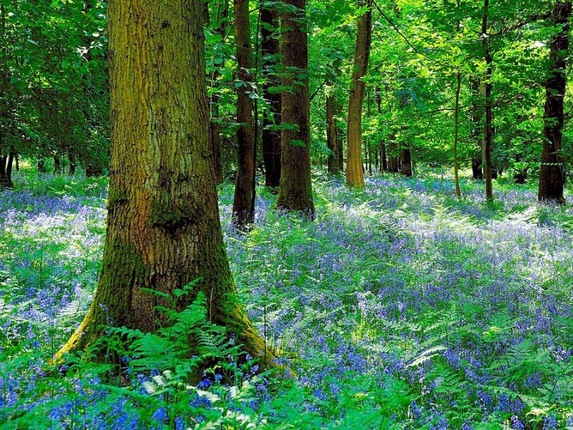 Bluebell wood