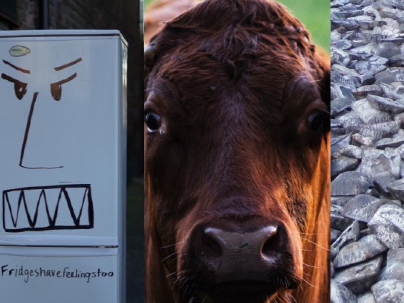 A fridge, a cow and some pig iron