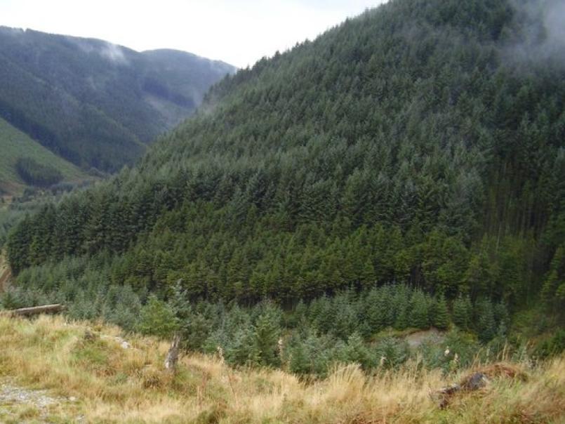 Picture of forest