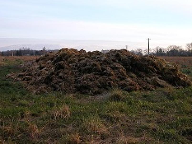 Manure