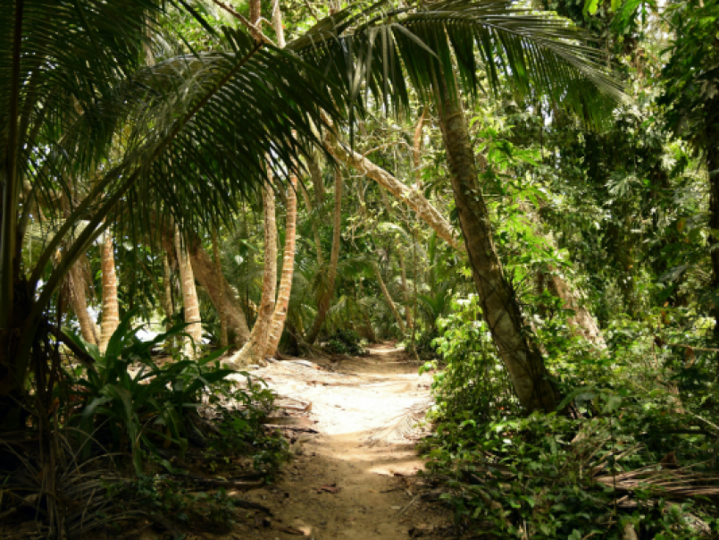 Tropical forest