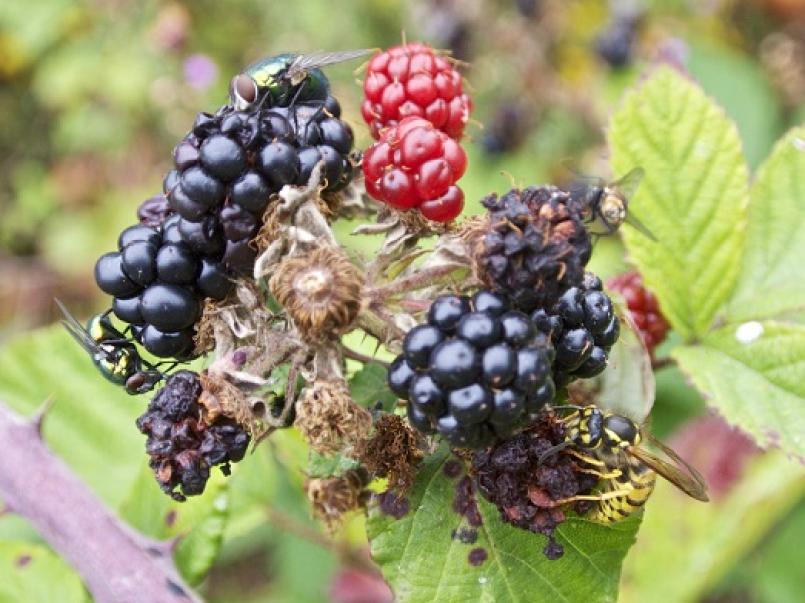 Blackberries