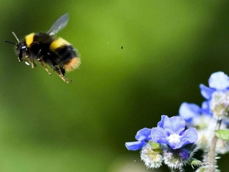 Picture of bee and flower