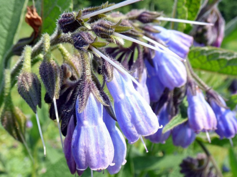 Comfrey