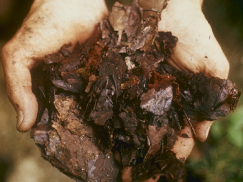 Compost