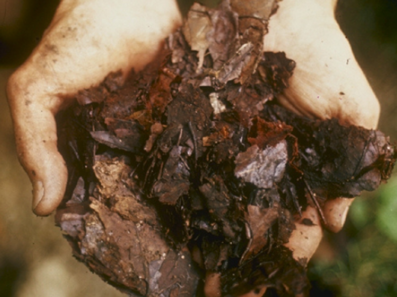 Compost