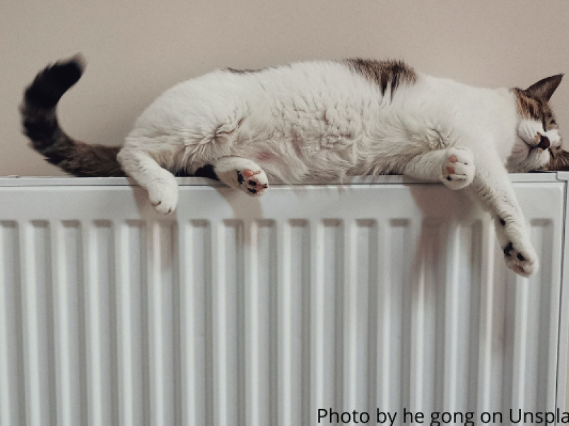 Cat on a radiator