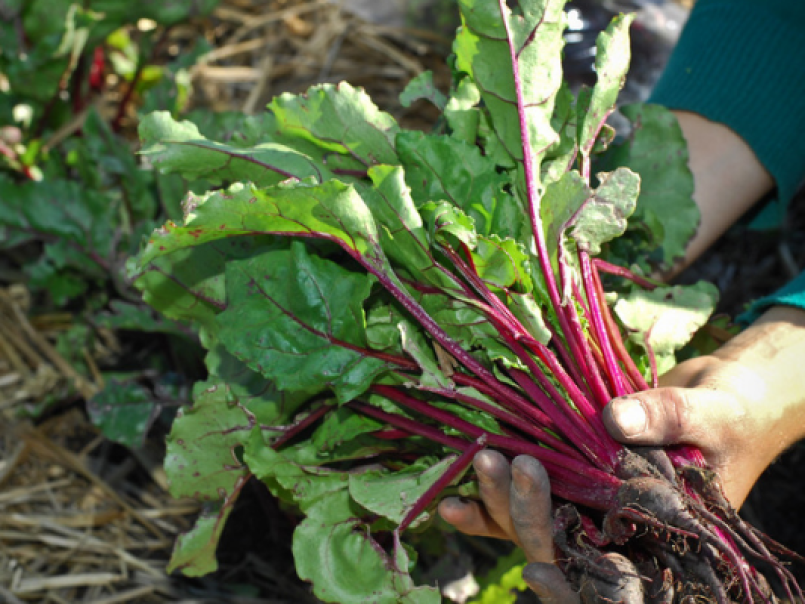 Chard in someone's hand, just after being pulled from the soil