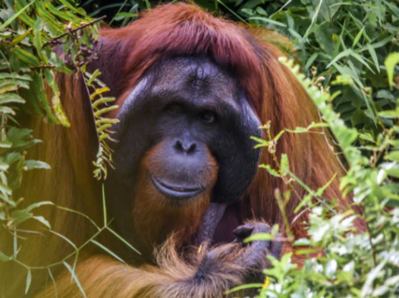 Orangutan