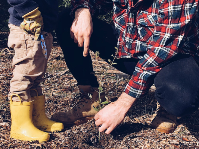 Adult and child planting a tree