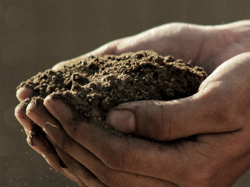 Hands cupping soil