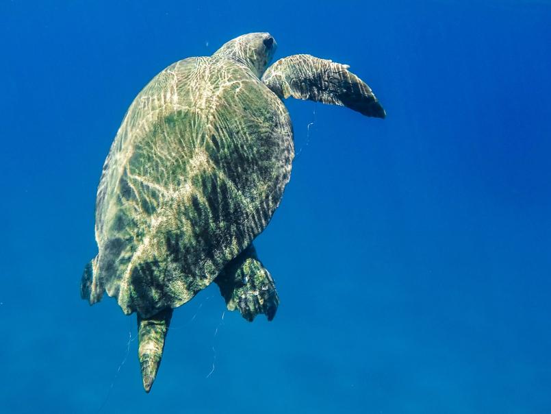 Turtle in the water