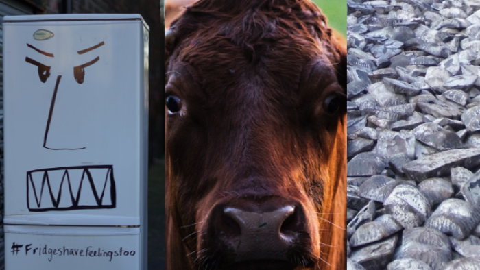 A fridge, a cow and some pig iron
