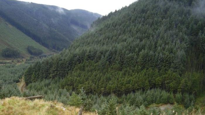 Picture of forest
