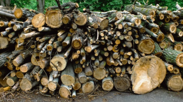 Picture of logs