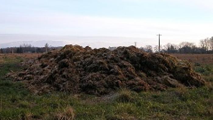 Manure