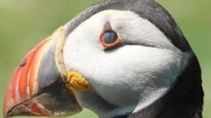 Puffin